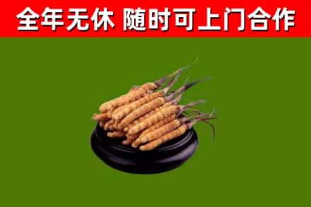 云州回收冬虫夏草