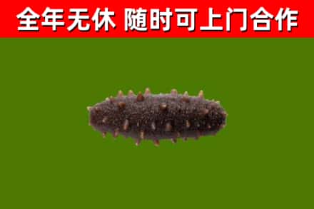 云州回收海参干